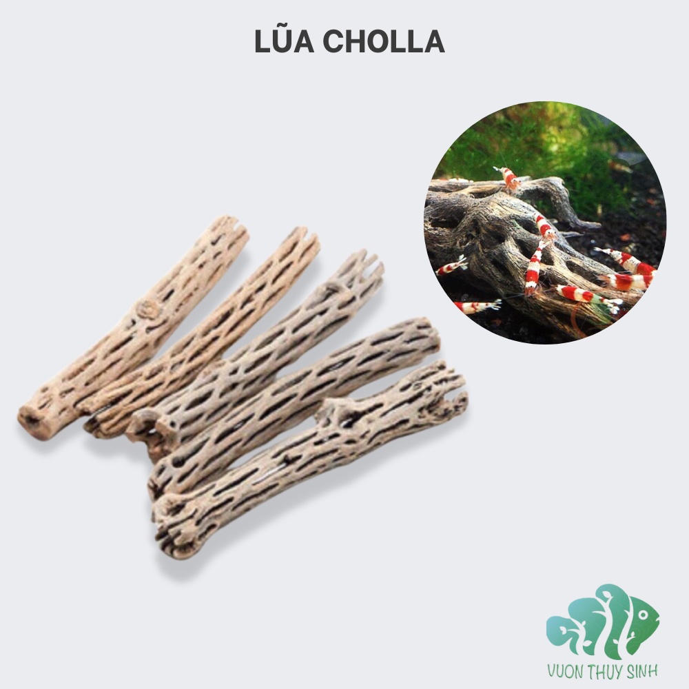 Lũa Cholla cho tép cảnh