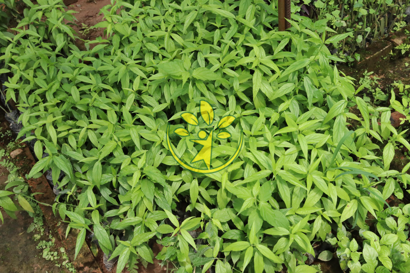 Bầu giống cây xương khỉ (ưu độn thảo) hỗ trợ điều trị xương khớp giá rẻ