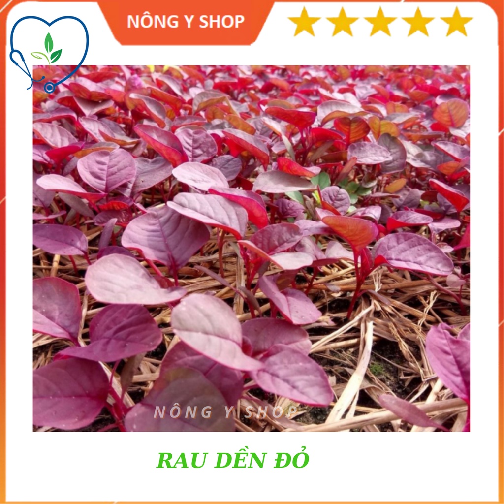 Hạt giống rau dền đỏ rạng đông rado 15 - 20g