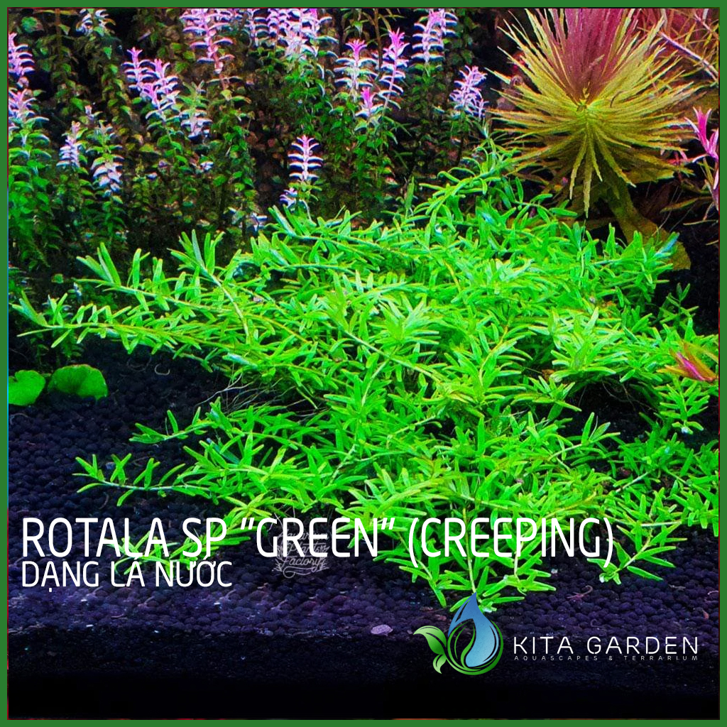 Cây thủy sinh rotala xanh bò - rotala sp "green" - dễ trồng - cây dạng cạn