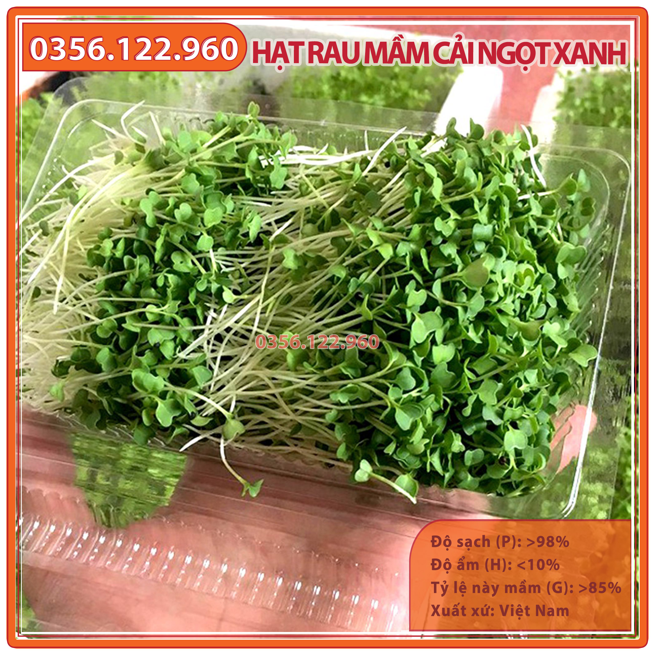 3 gói Hạt rau mầm rau cải ngọt xanh - gói 50g - hạt nảy mầm đồng đều,- chất lượng cao