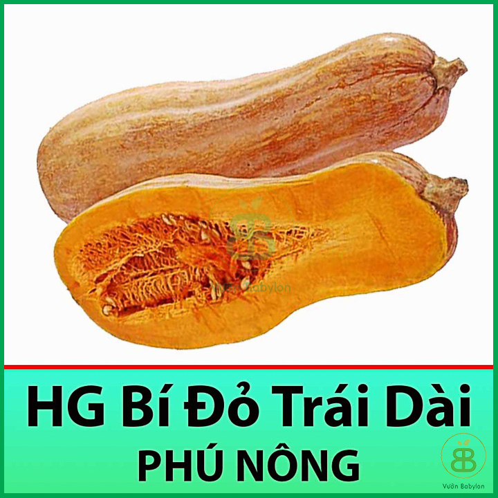 Gói 10Gr Hạt Giống Bí Đỏ Trái Dài Giàu Dinh Dưỡng