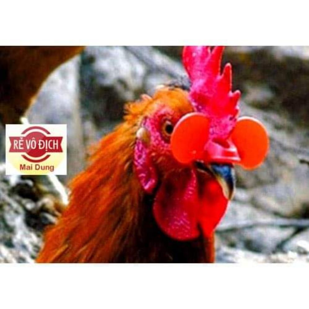 combo 50 cái - kính đeo cho gà , chim trĩ