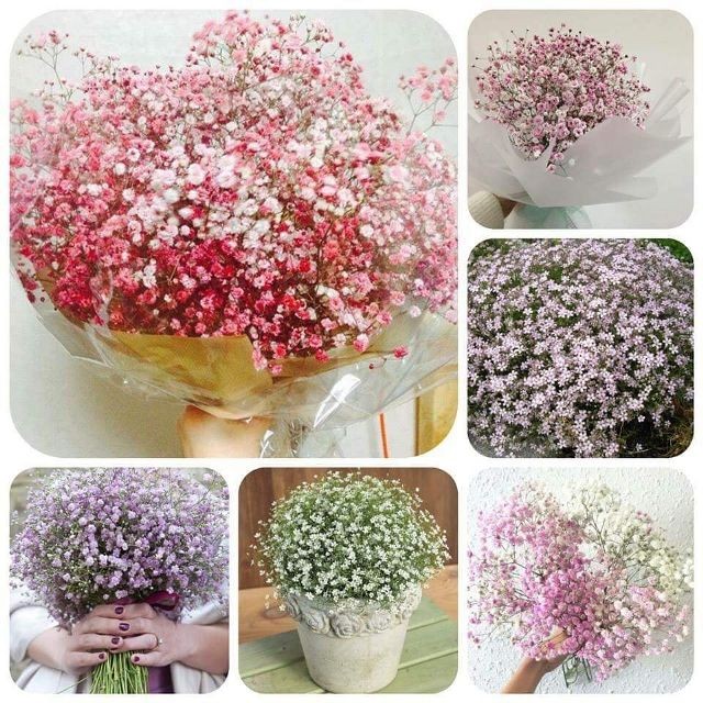 Hạt giống hoa baby nhiều màu – 1 gói 100hạt