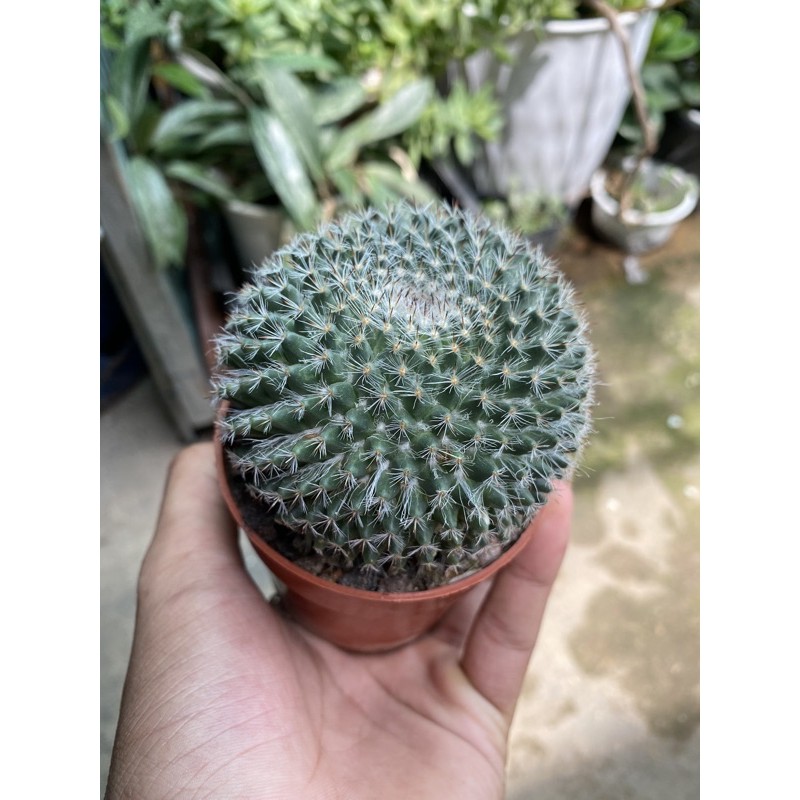 Xương rồng bánh sinh nhật
