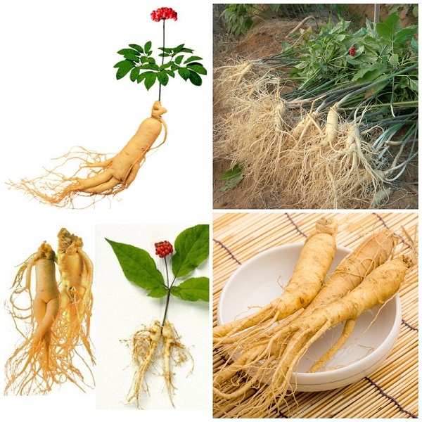 Hạt giống Nhân sâm Hàn Quốc