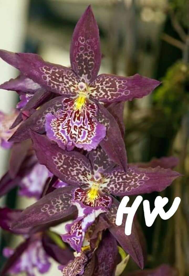 Vũ nữ mèo hoang vi nhân giống nhiều mầm, củ to đẹp hw
