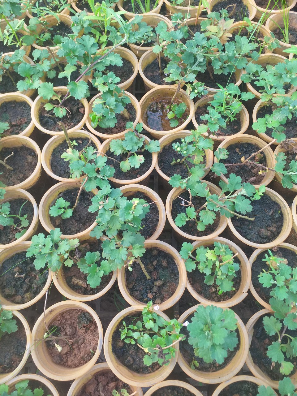 Cúc Bonsai-Cúc trồng lâu năm tạo dáng bosai đẹp