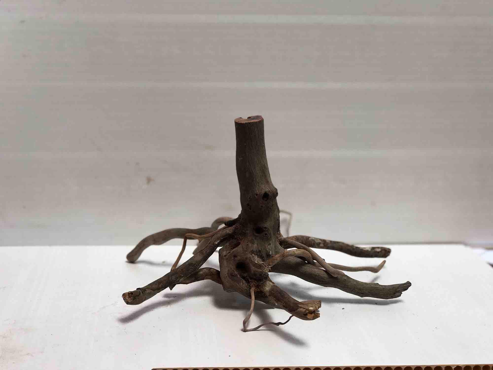 Lũa Nhất Trụ Gỗ Tự Nhiên Cho bể cá cubic 20x25