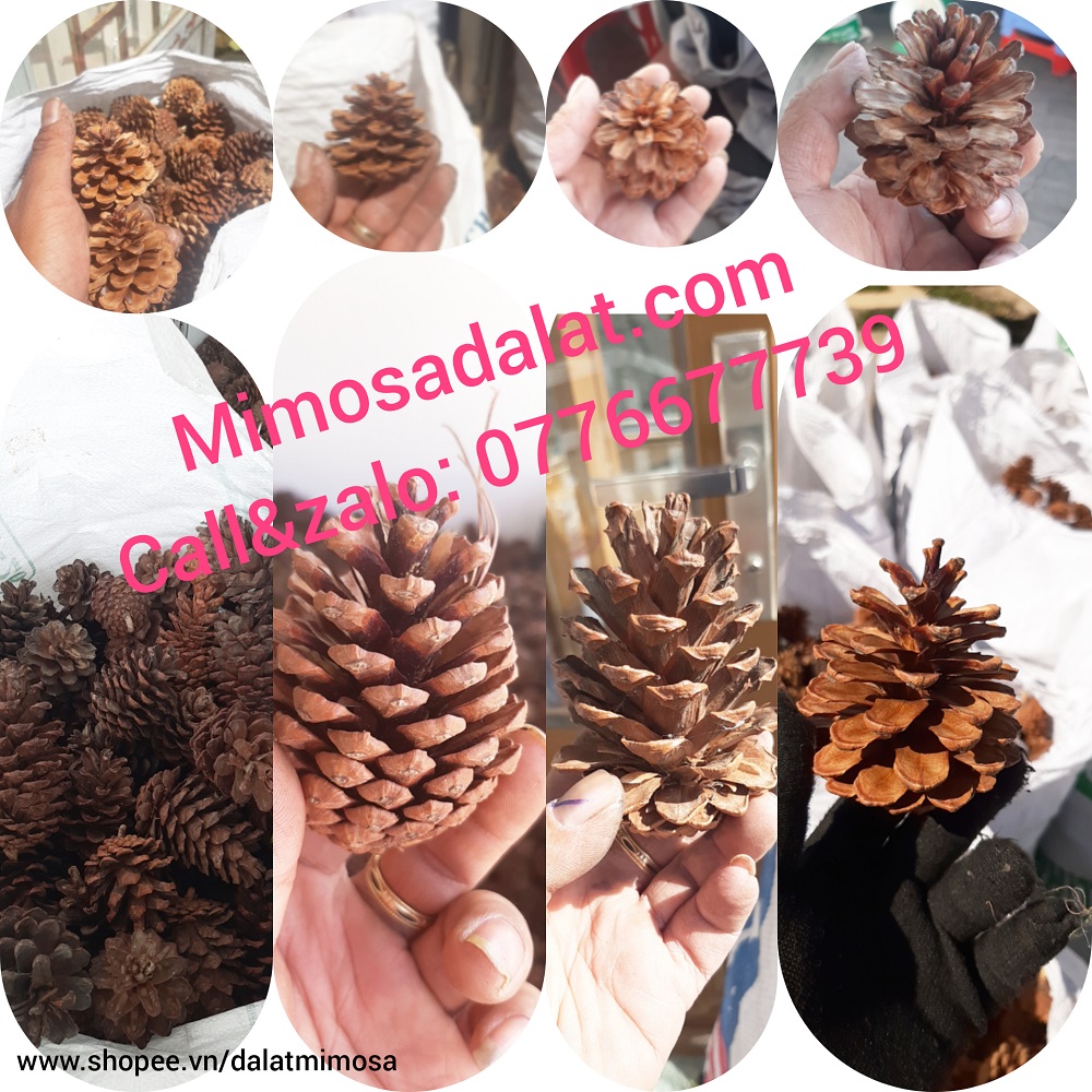 Trái thông khô Đà Lạt [ combo 35quả gồm 15 nhỏ ,10 trung,10 quả lớn] quả thông mới không vỡ cánhh