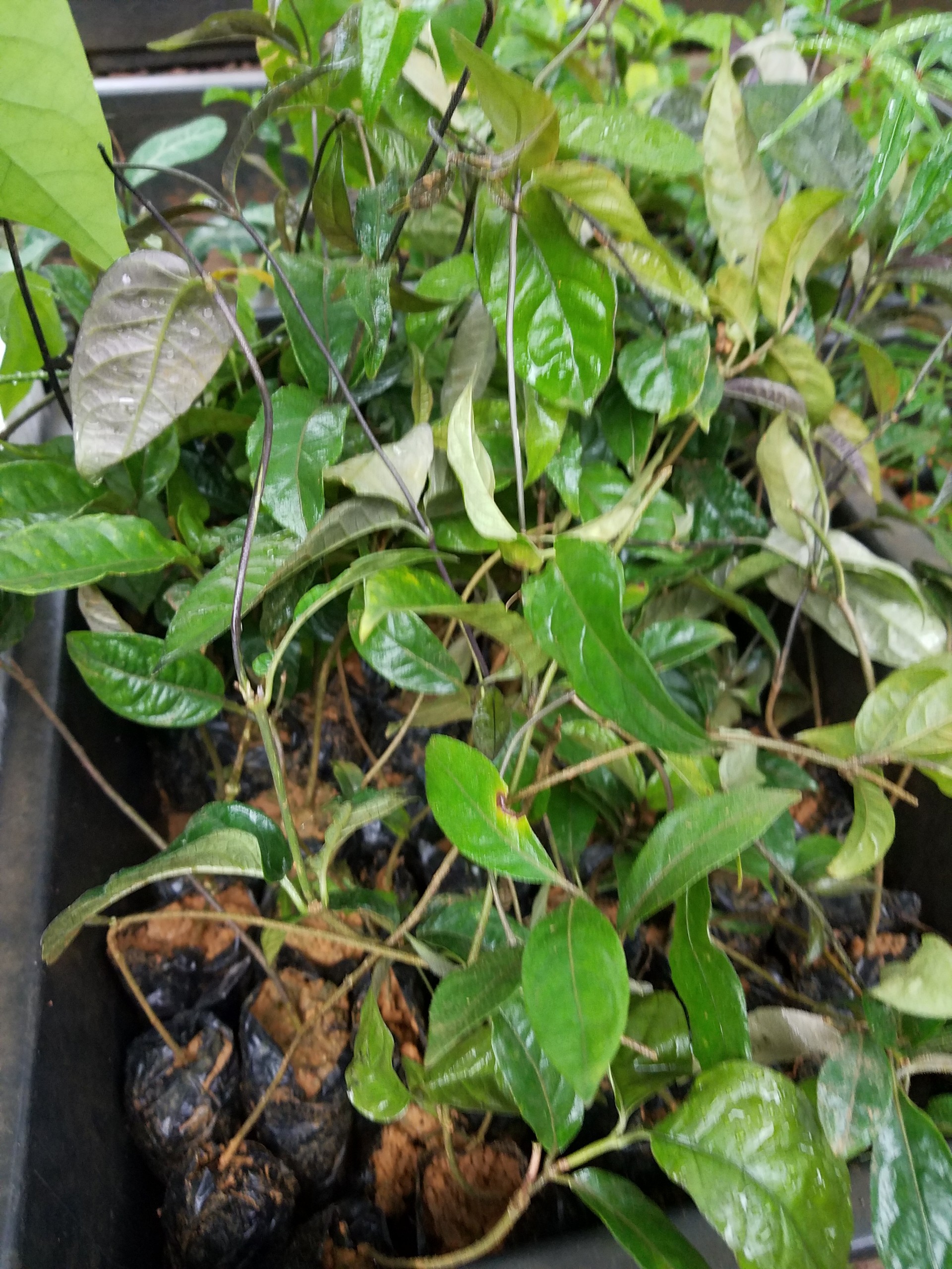 3 cây ba kích giống khoẻ mạnh trong bầu