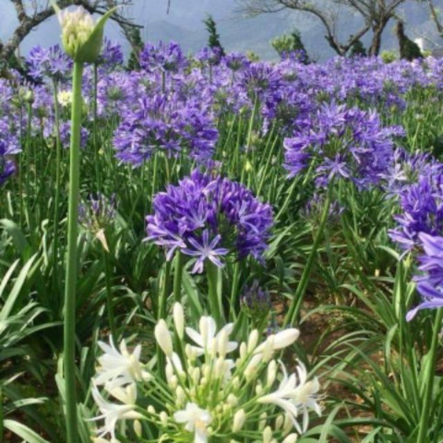 Củ hoa thanh anh tím / arapang / thạch anh tím / hoa huệ sông nile