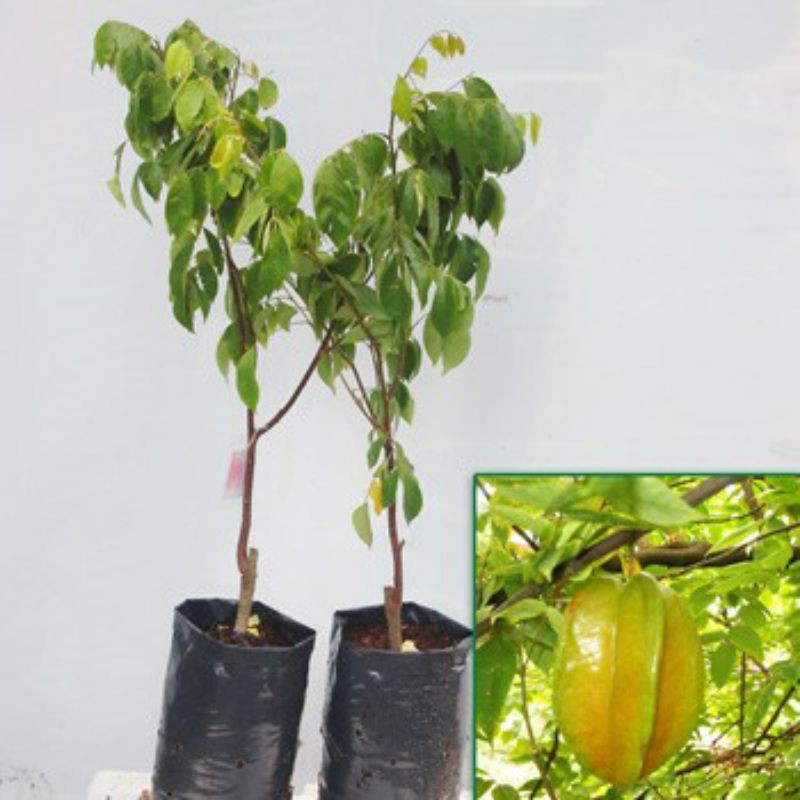 Cây giống khế ngọt