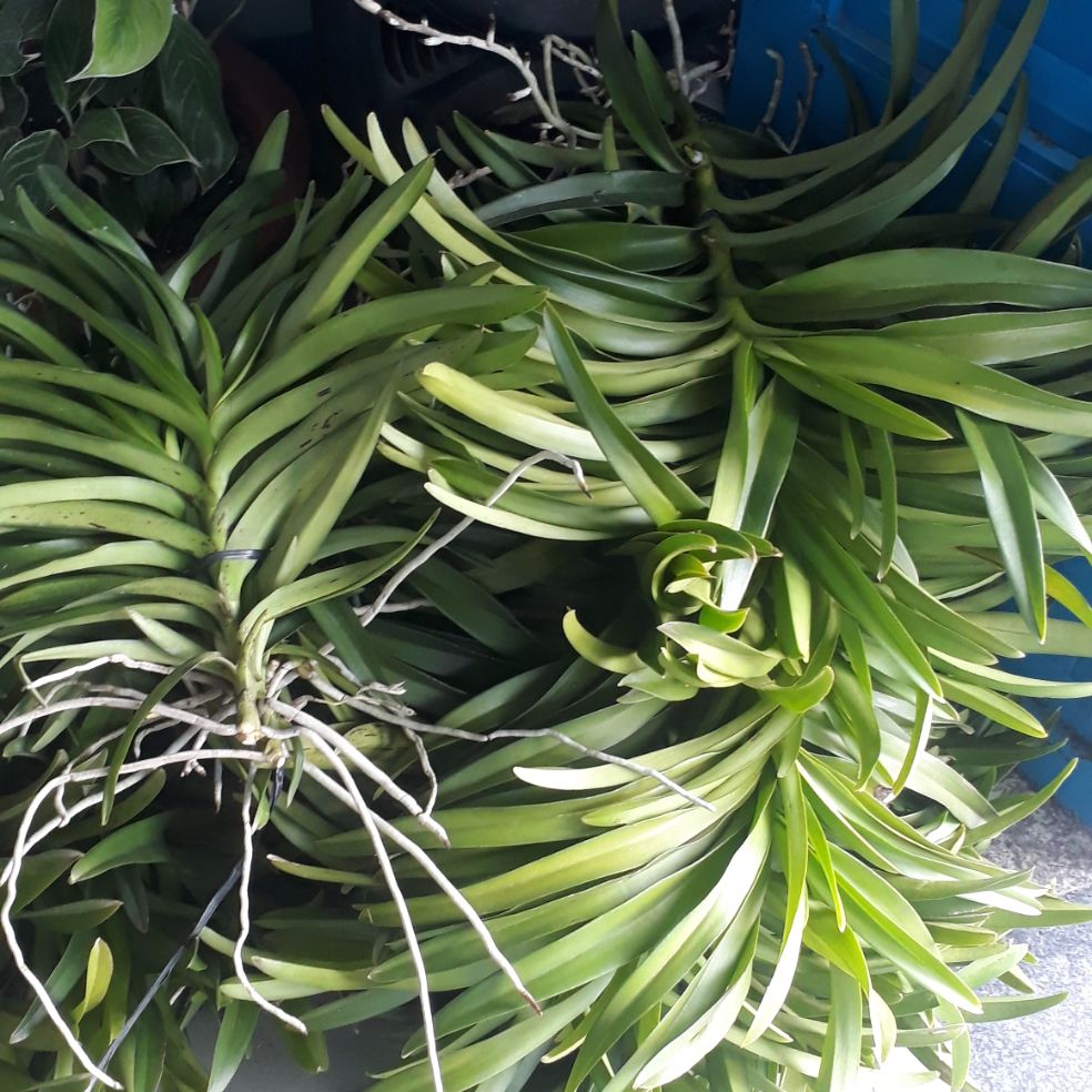 Combo 20 cây lan giống Mokara(cao 20-30)đủ 5 màu:vàng,hồng,tím,trắng,đỏ SHOP ĐAN THANH