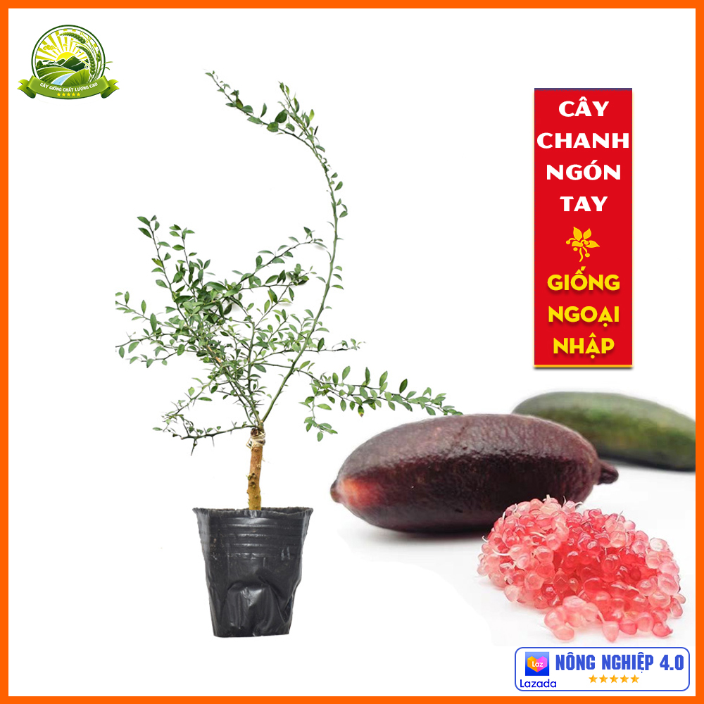 Cây giống chanh ngón tay nhập ngoại chuẩn giống, cây khỏe mạnh nhanh ra trái mang lại hiệu quả kinh tế cao QD71