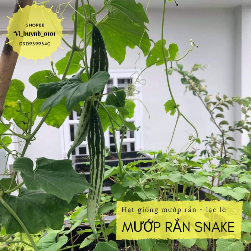 [HCM]Hạt Giống Mướp Rắn Lặc Lè Mỹ Snake Giống Chịu Nhiệt Dễ Trồng Ăn Giòn Ngon