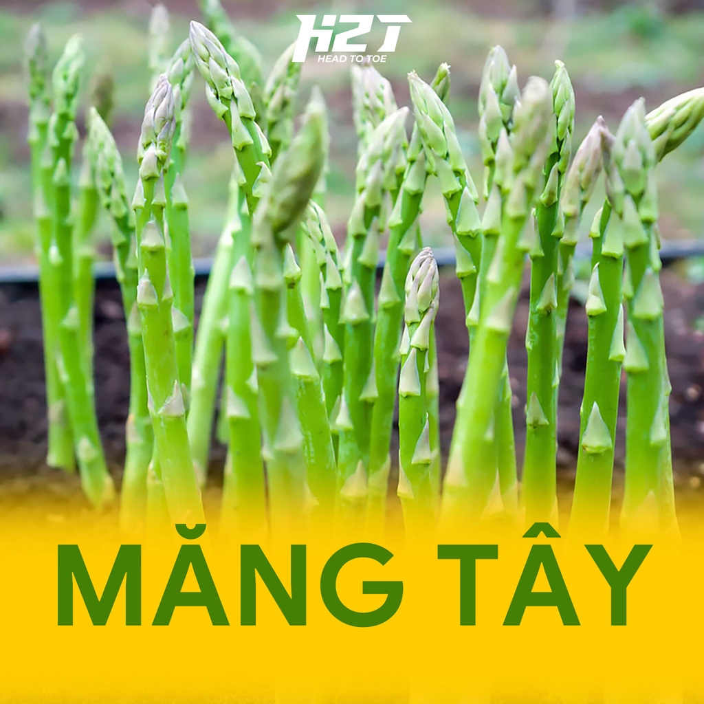 Hạt Giống Măng Tây Xanh, măng tây tím Dễ Trồng - h2t farm
