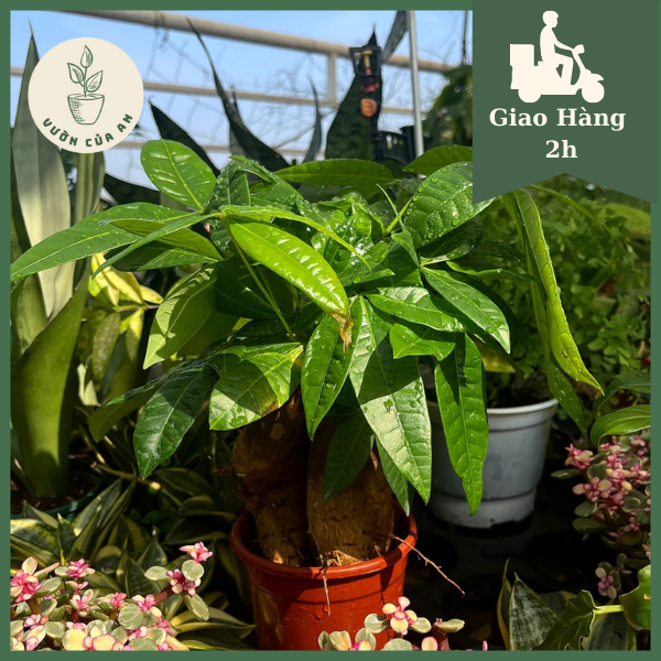 Cây kim ngân mini để bàn , cây phong thủy trồng trong nhà hút tài lộc, trang trí nhà cửa, văn phòng, nội thất, vườn của An