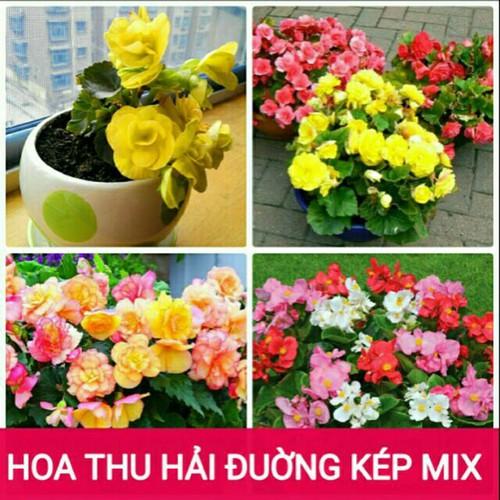 Hạt giống hoa thu hải đường kép mix