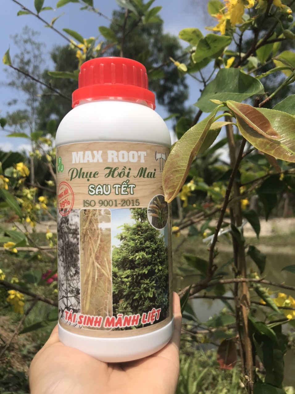 Phân Bón Cho Mai Phục Hồi Sau Tết Max Root Chai 0,5 Lít - Phục Hồi Nhanh Chóng, Xanh Lá Mượt Cành