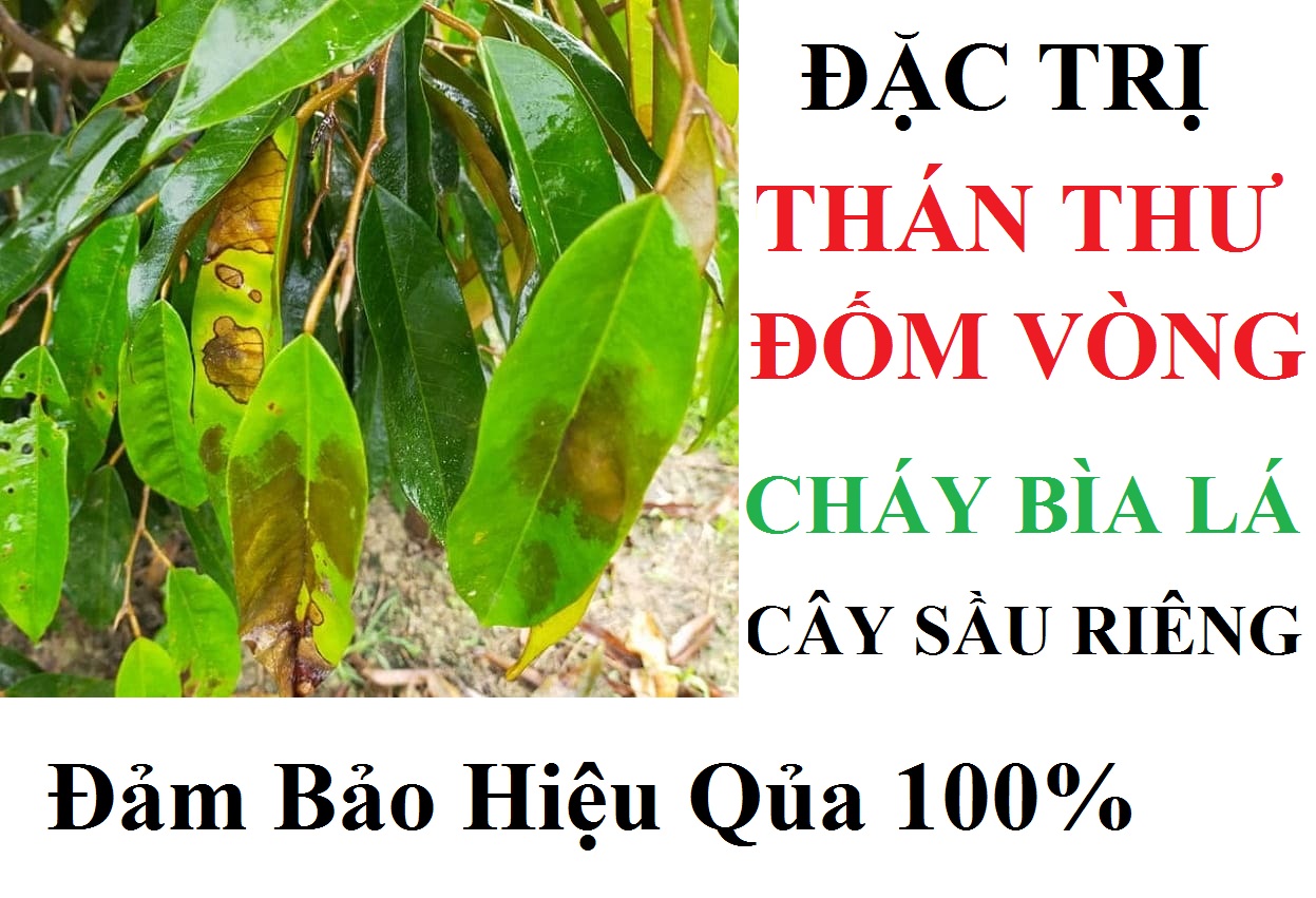 Thuốc trừ bệnh thán thư, đốm vòng, cháy bìa lá cây sầu riêng