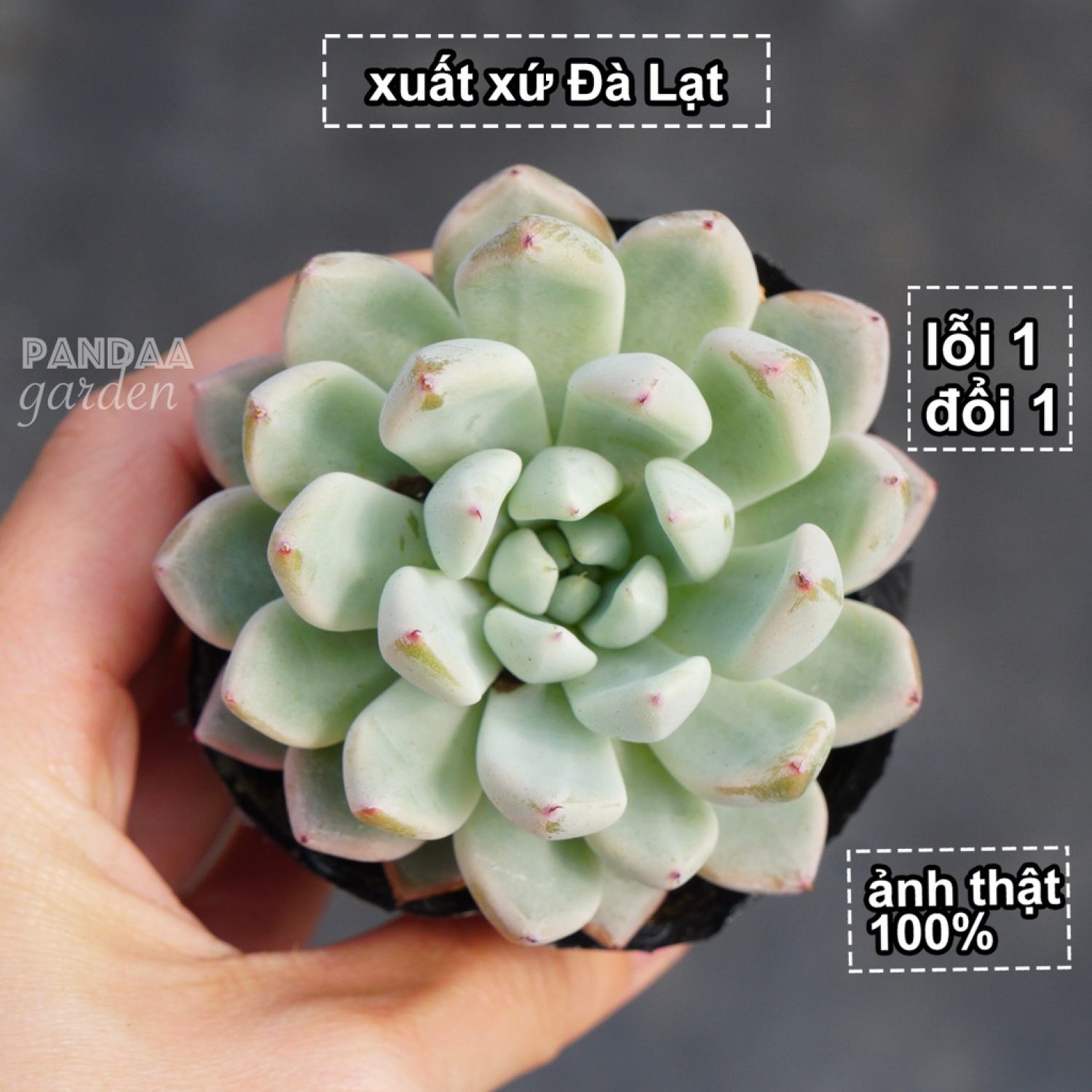 Sen đá tuyết trắng size 5-8cm siêu phẩm lên màu cực đẹp, sen đá pandaa garden đã thuần khí hậu, dễ trồng, lỗi 1 đổi 1