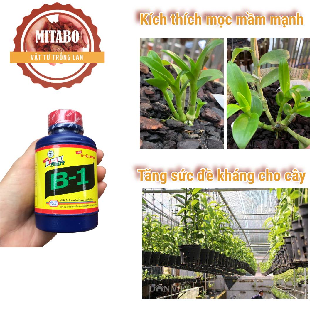 Phân bón lá vitamin B1 thái cho hoa lan hạt giống chai 100ml Mitabo