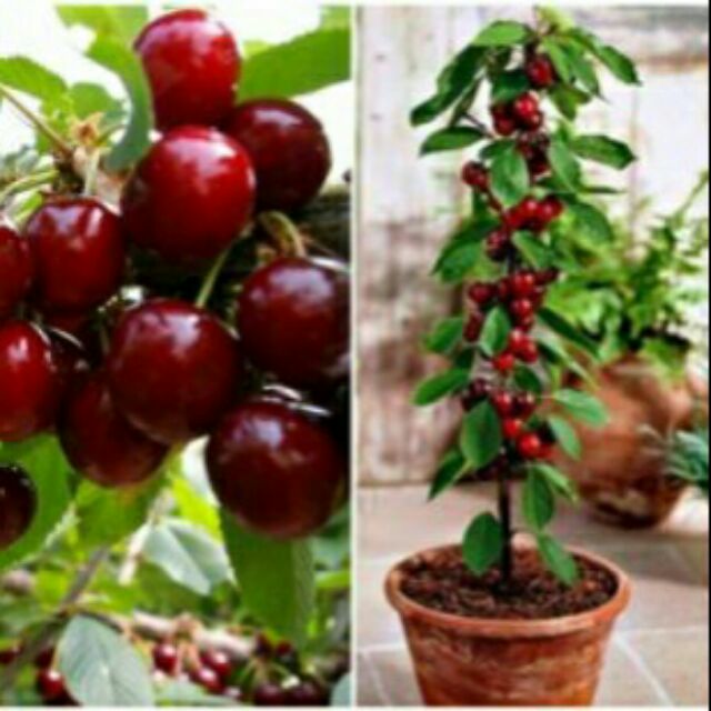 Cây giống cherry anh đào trồng chậu