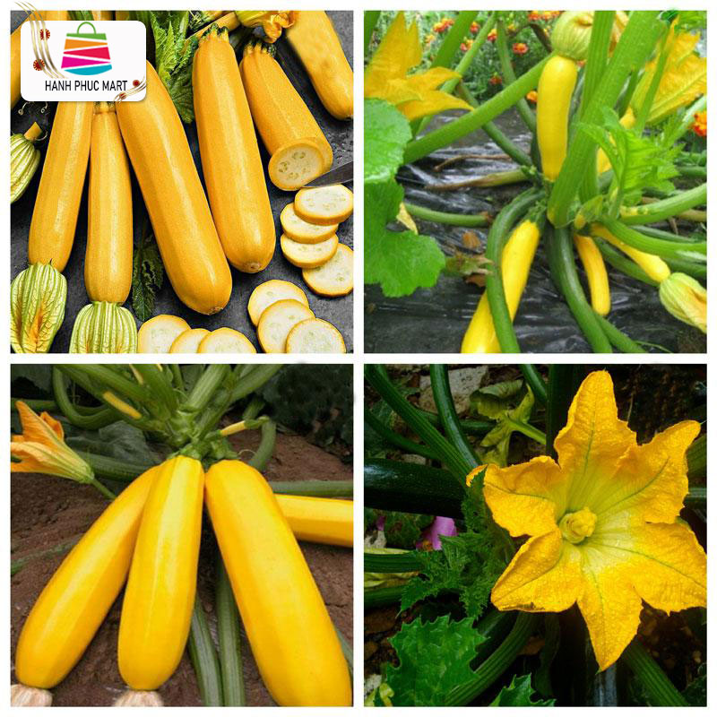 [ Tặng Heo Peppa Pig] Hạt giống Bí Ngồi Ngòi Hàn Quốc (Trái vàng) phú nông - PhuNongSeeds