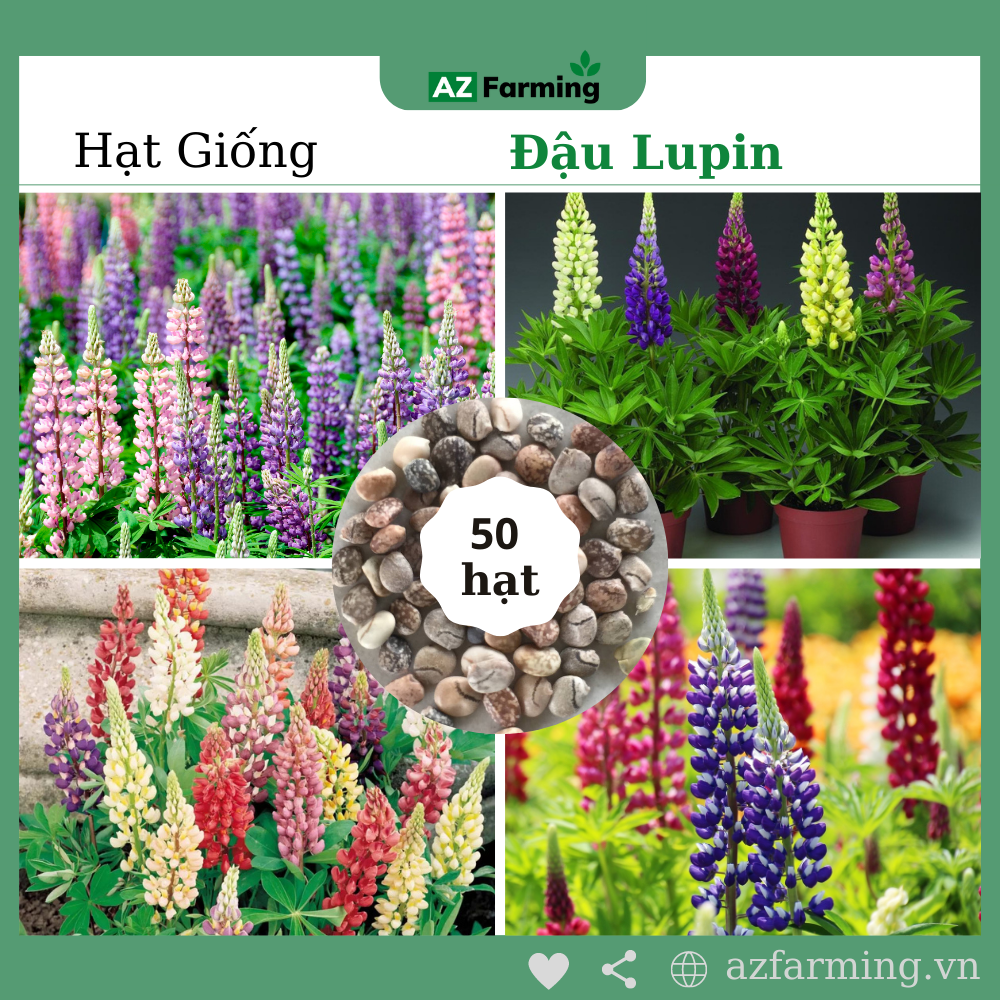 Hạt giống đậu lupin - 50 hạt - az farming