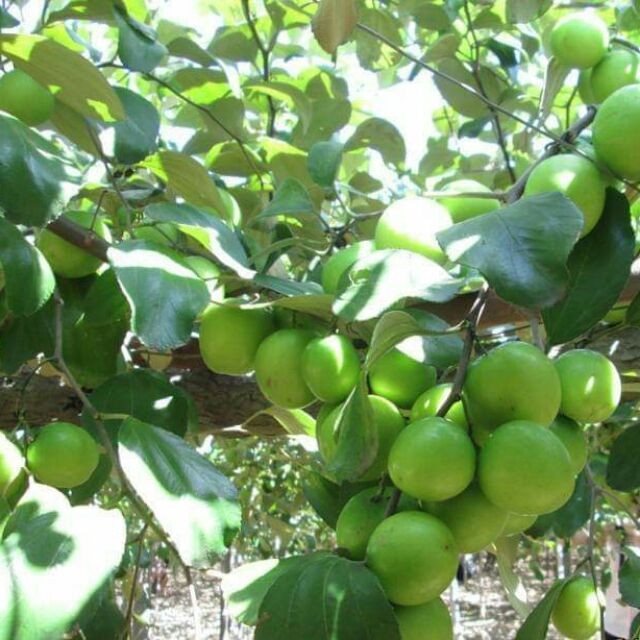 Cây giống TÁO ĐÀI LOAN (TÁO LAI LÊ ) - Giống chuẩn F1 + Tặng 2 Cây Quế Giống