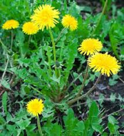 [Seeds] Hạt giống hoa bồ công anh Rado, đóng gói 1gr