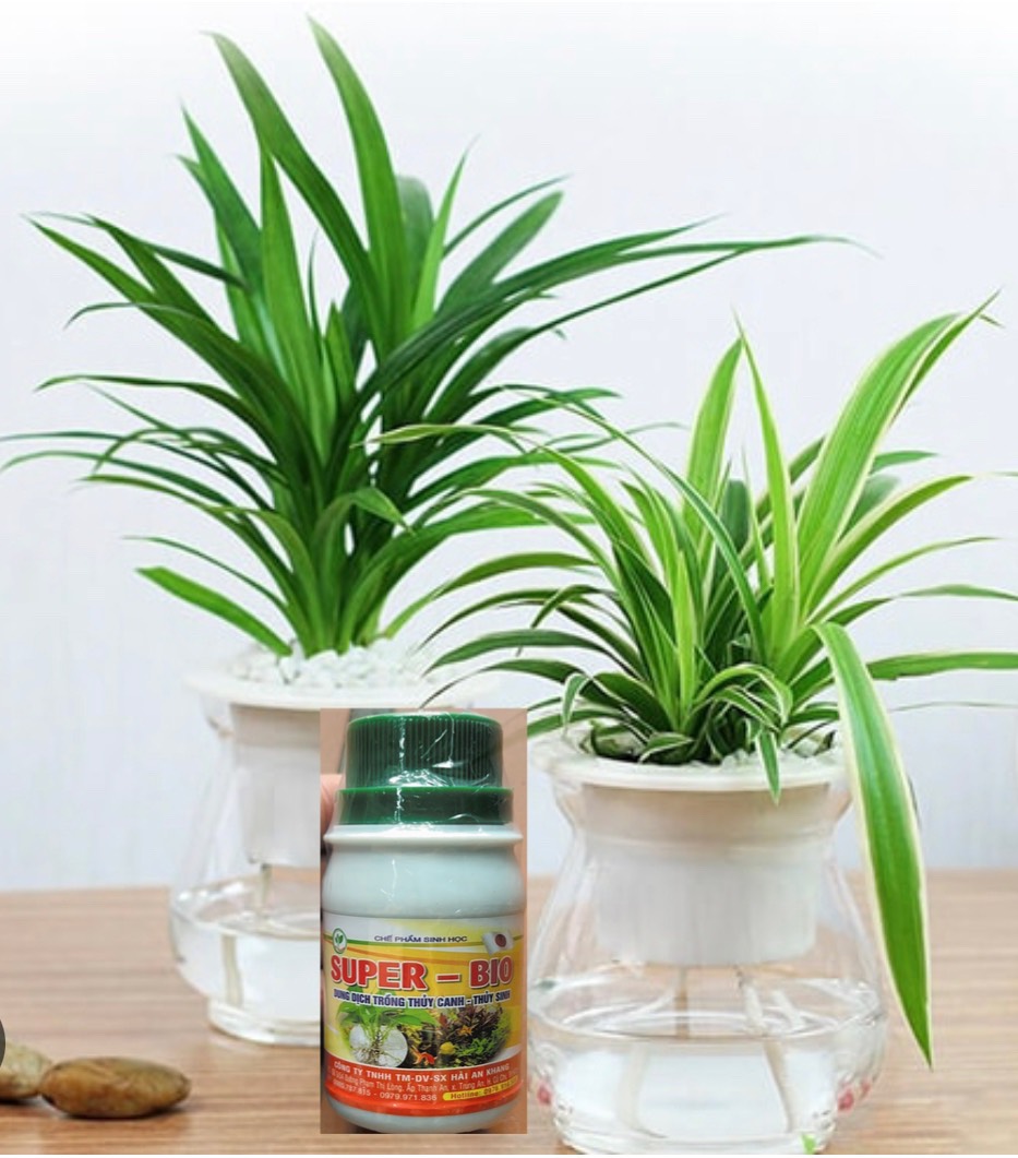 Dung dịch thủy canh, dung dịch thủy sinh Super Bio 100ml dành cho cây trồng nội thất trầu bà, vạn niên thanh