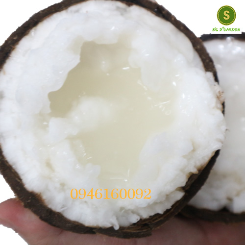 Dừa sáp loại bi đặc