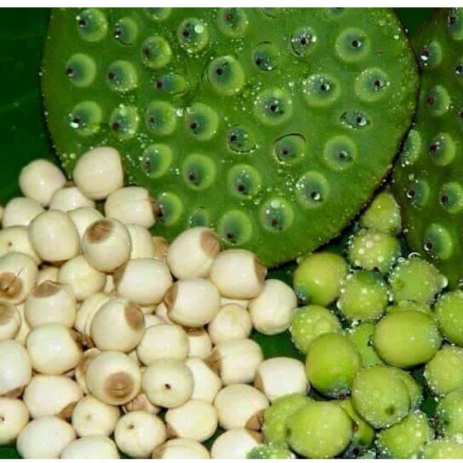 500g hạt sen khô phú thọ