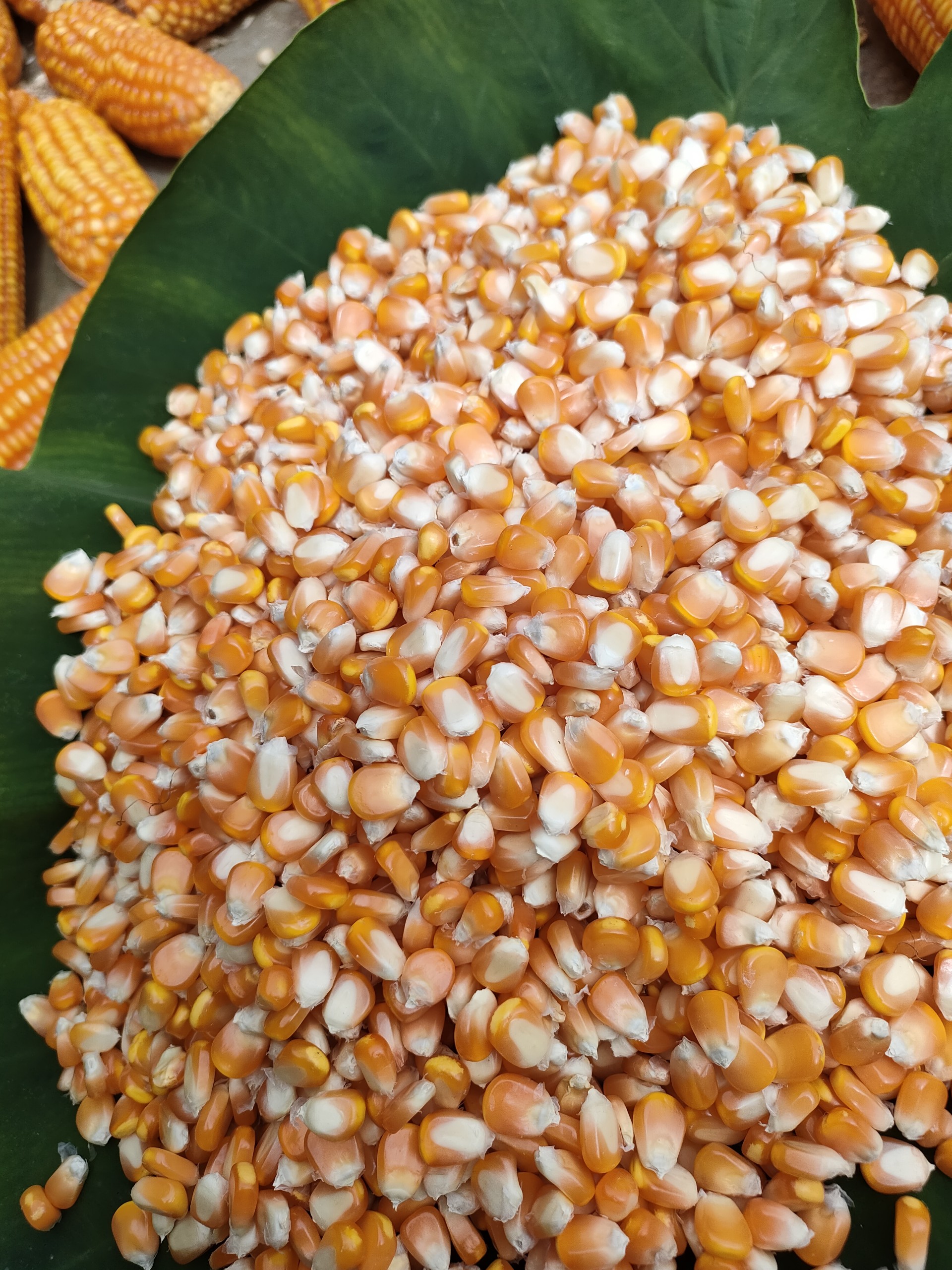 Ngô dùng để nổ bỏng, dùng để xay bột làm bánh_túi 500gr
