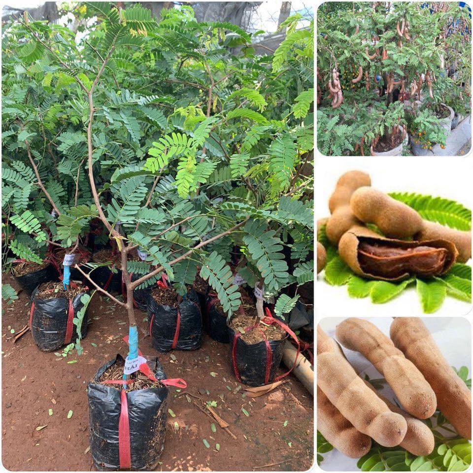 Cây giống Me Thái sai trái, siêu ngọt. .