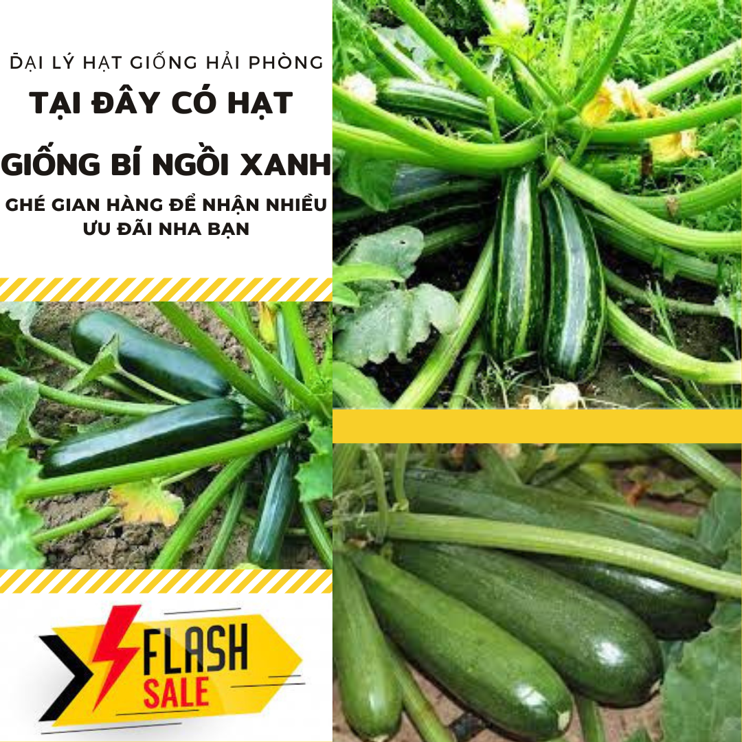 ⚡ hạt giống cây ⚡ gói 10 hạt giống cây bí ngồi xanh