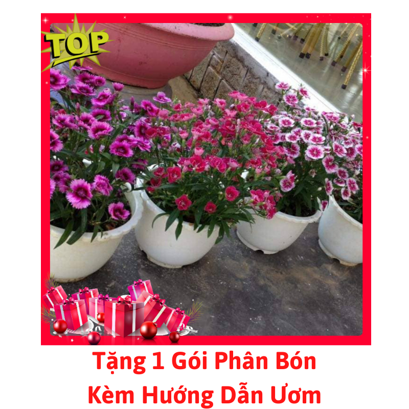 [Lấy mã giảm thêm 30%] Gói Hạt Giống Hoa Cẩm Chướng Đơn Nhiều Màu
