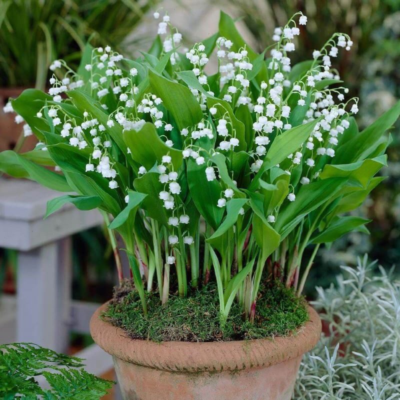 Bọ 3 củ giống hoa linh lan trắng