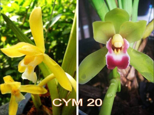 Cặp lai kiếm cym 20