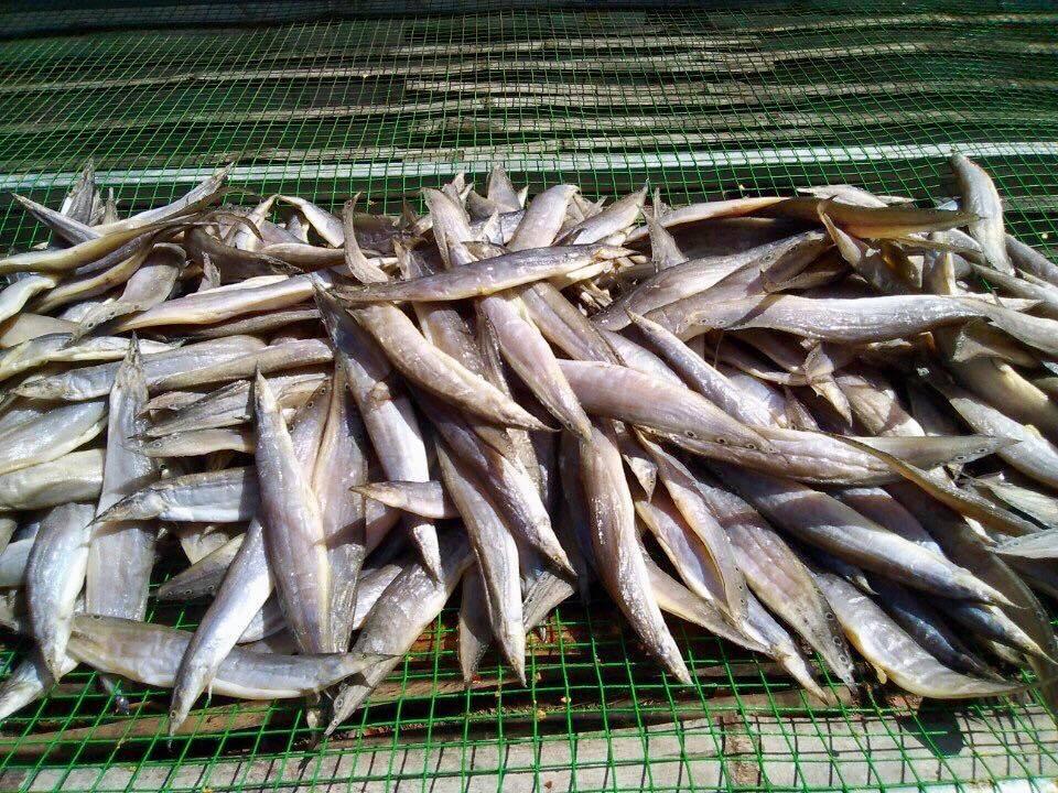 Khô Cá Chạch Đồng 1 Nắng 500Gr-Ship Tỉnh Inbox