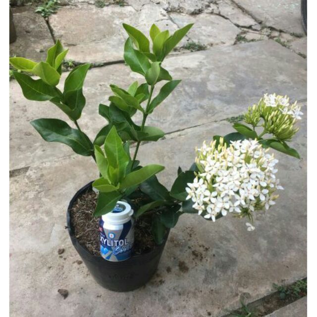 Combo 2 cây mẫu đơn hoa trắng, cây đẹp sắp hoa, cây mẫu đơn trắng nguyên bầu cam kết chất lượng cam kết chất lượng