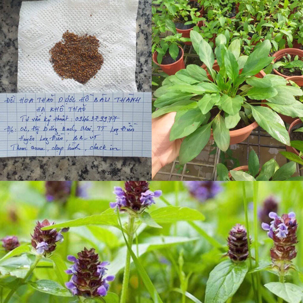 Hạt giống hạ khô thảo