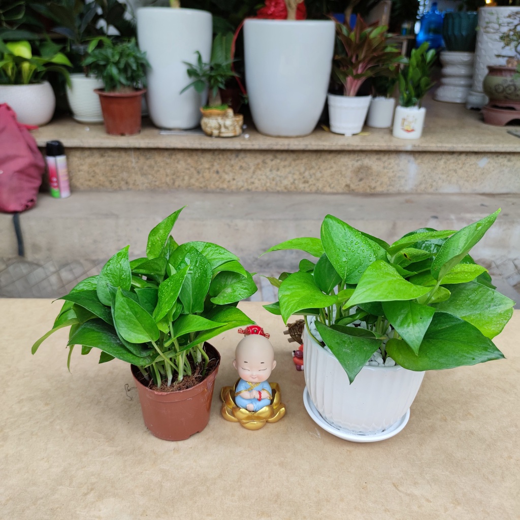 Vạn liên thanh đất  3 loại màu khác nhau ,cây hút khí độc lọc không khí