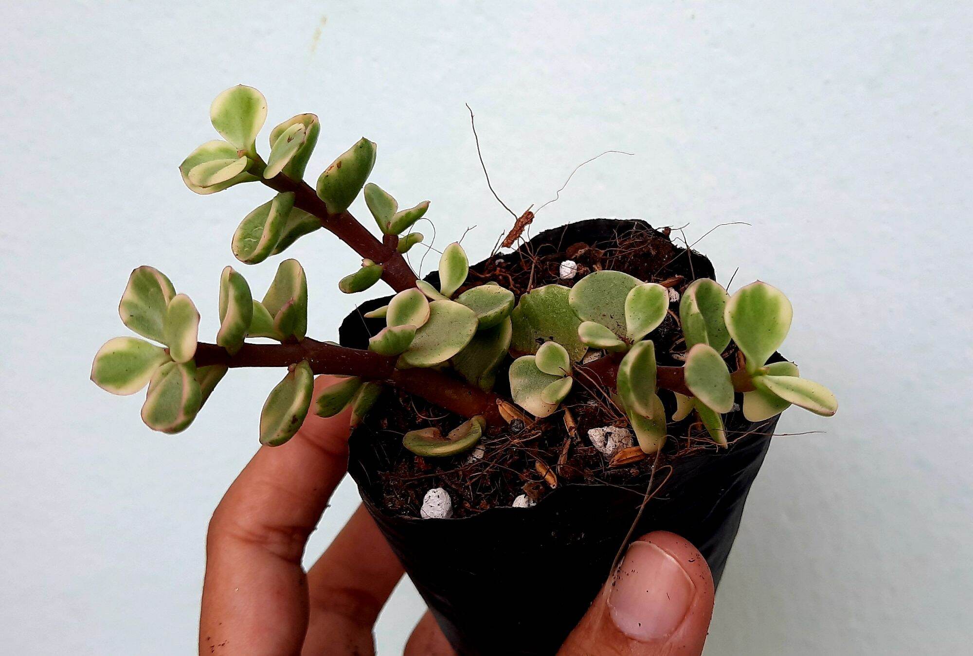Sen đá đola trắng size bầu