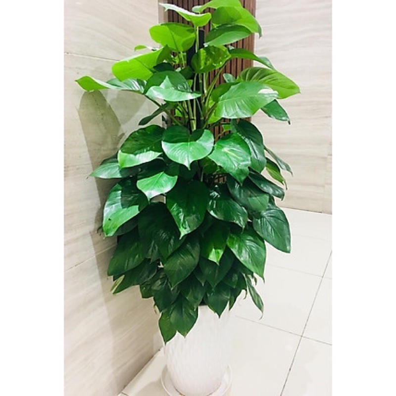 Cây trầu bà leo..........
