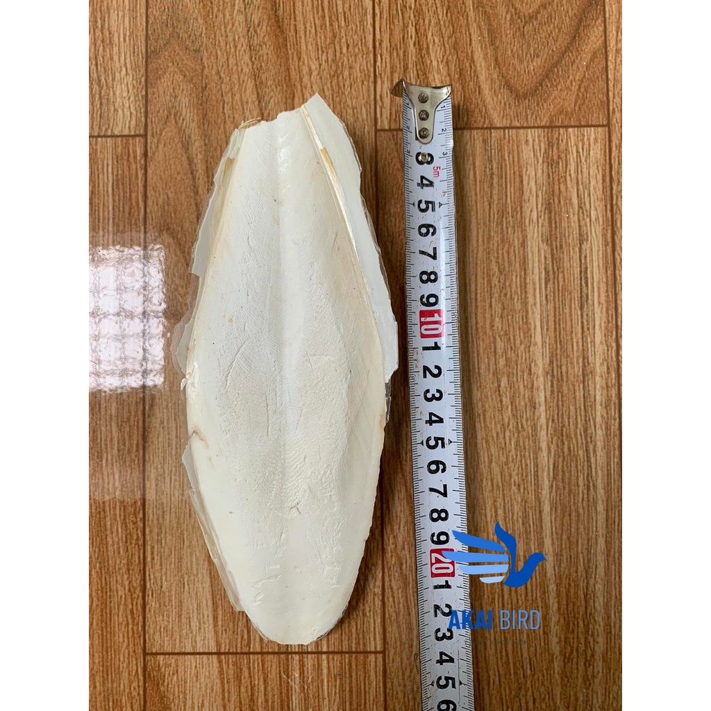 Nang mực, mai mực size to cho vẹt, chim cảnh...