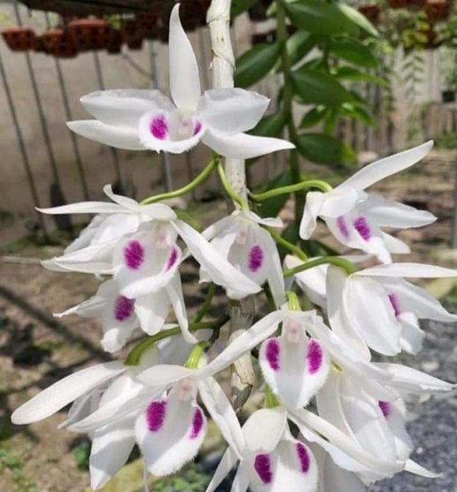 Hoa lan 5 cánh trắng phú thọ trồng trong cốc