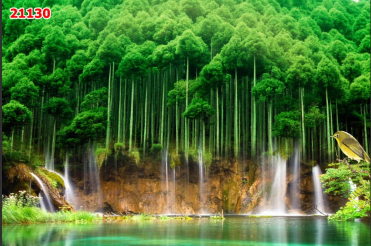 TOP 55 Hình Nền Rừng Cây Thiên Nhiên Phong Cảnh Đẹp